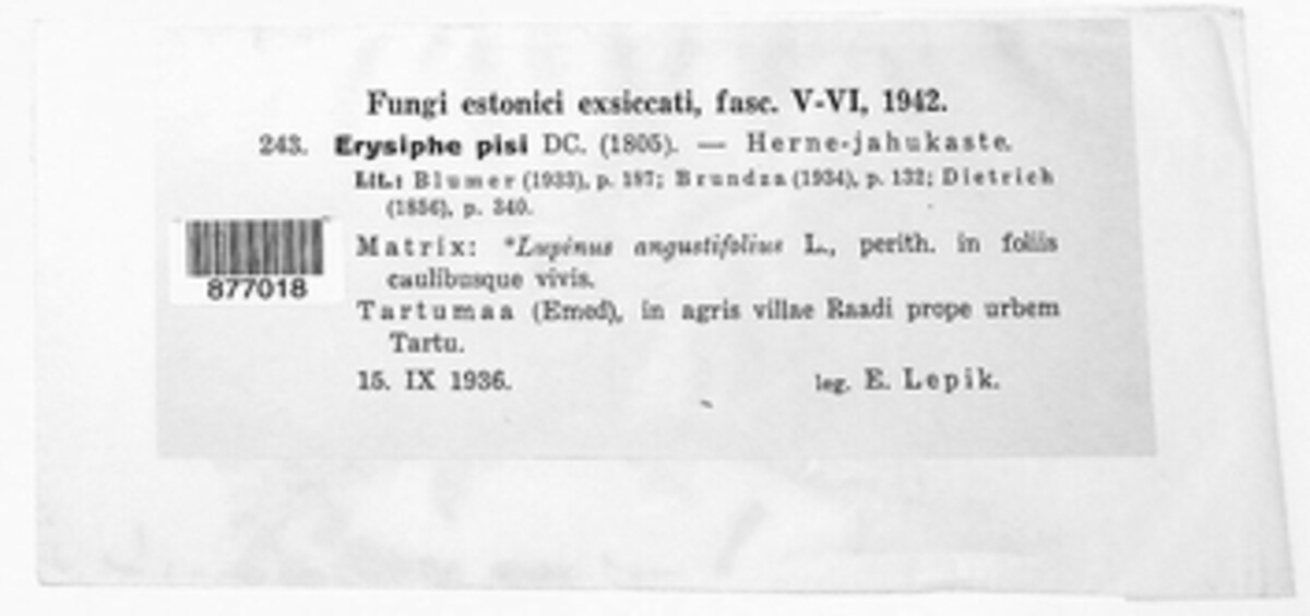 Erysiphe pisi var. pisi image